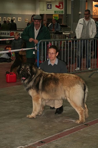 CH. Dynamik jedi de l'arche de caux - 1ere EXC CACS RCACIB