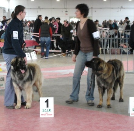 CH. Dynamik jedi de l'arche de caux - 1ere EXC RCACS RCACIB