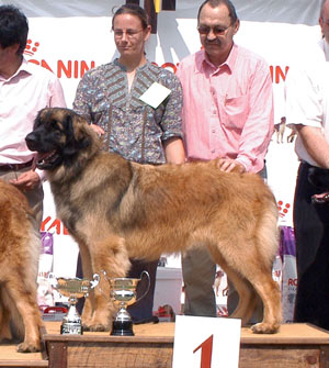 CH. Aglaé bohémia du domaine de la ponctuation - 1ere exc Meilleur Intermédiaire