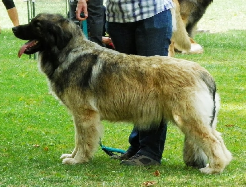 CH. Dynamik jedi de l'arche de caux - 1ere EXC Meilleure femelle