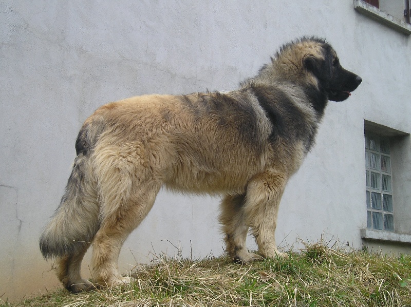 CH. Dynamik jedi de l'arche de caux - 1ere EXC sélec tionnée