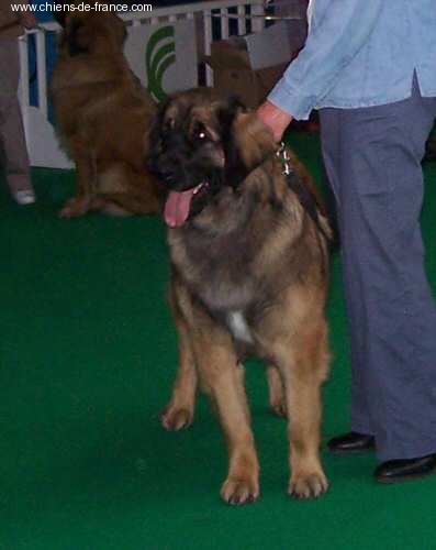 CH. Aglaé bohémia du domaine de la ponctuation - Excellent