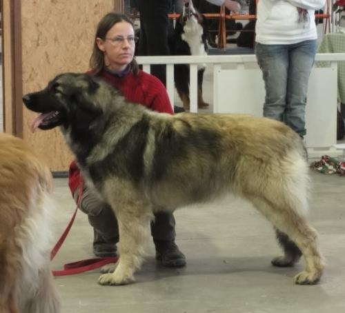 CH. Dynamik jedi de l'arche de caux - 1ere EXC CACS CACIB