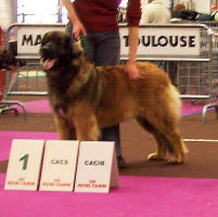 CH. Aglaé bohémia du domaine de la ponctuation - 1ere exc CACS CACIB BOB