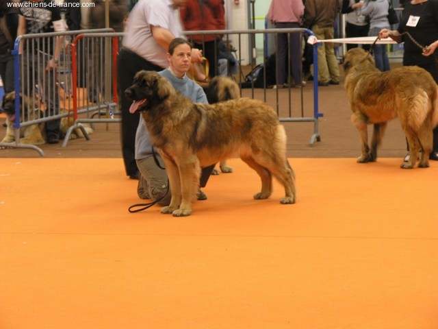 CH. Aglaé bohémia du domaine de la ponctuation - 1ere EXC CACS CACIB
