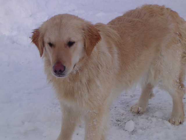 Publication : de la Roche des Brumes