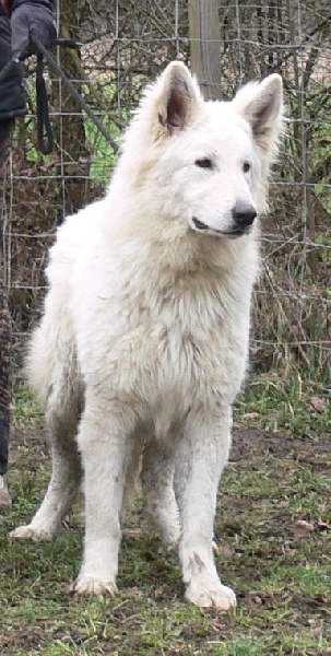 Publication : de la Roche des Brumes Auteur : PANCHAUD