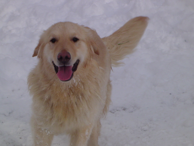 Publication : de la Roche des Brumes