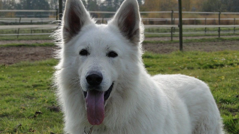 Publication : de la Roche des Brumes Auteur : PANCHAUD