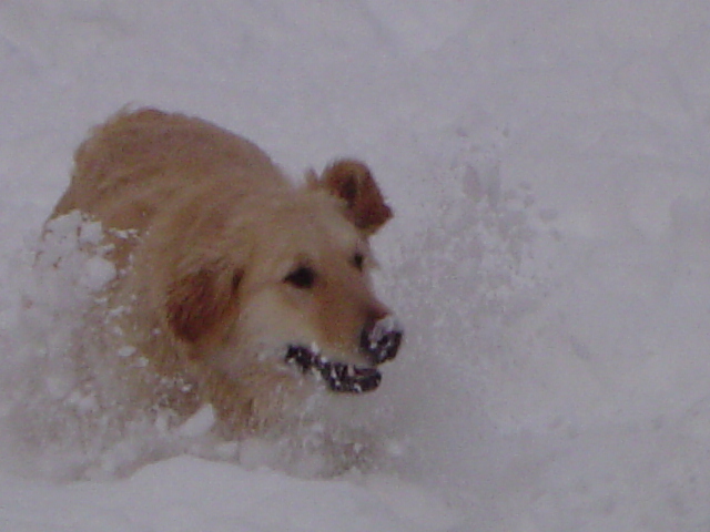 Publication : de la Roche des Brumes