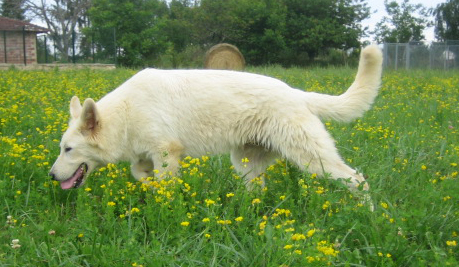 Publication : de la Roche des Brumes Auteur : PANCHAUD