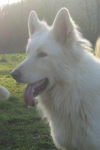 Publication : de la Roche des Brumes Auteur : PANCHAUD