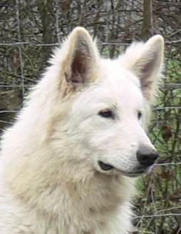 Publication : de la Roche des Brumes Auteur : PANCHAUD