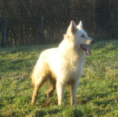 Publication : de la Roche des Brumes Auteur : PANCHAUD