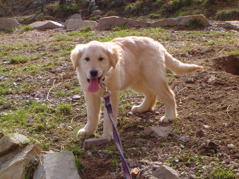 Publication : de la Roche des Brumes