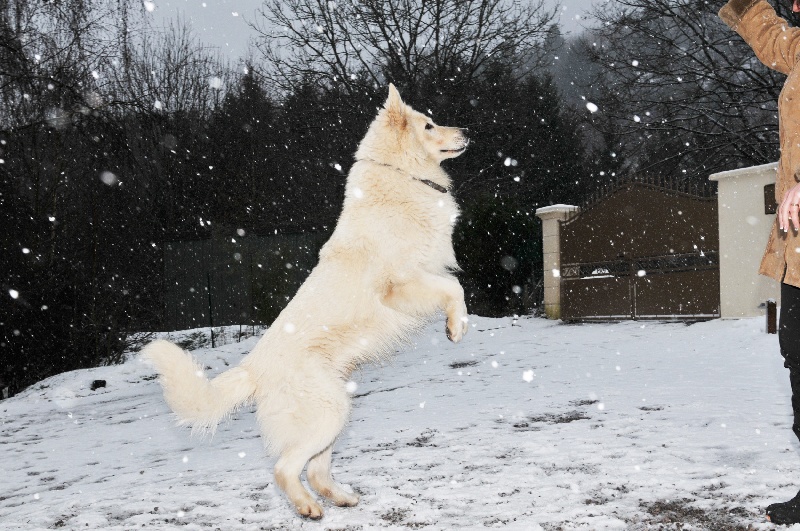 Publication : de la Roche des Brumes Auteur : PANCHAUD