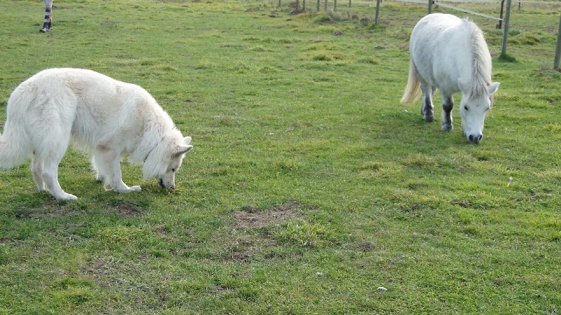Publication : de la Roche des Brumes Auteur : PANCHAUD