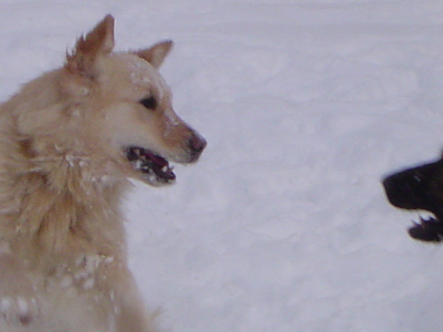 Publication : de la Roche des Brumes