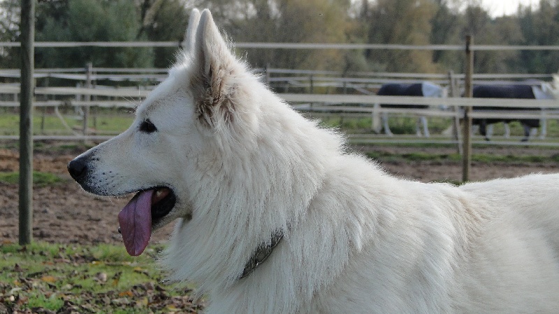 Publication : de la Roche des Brumes Auteur : PANCHAUD