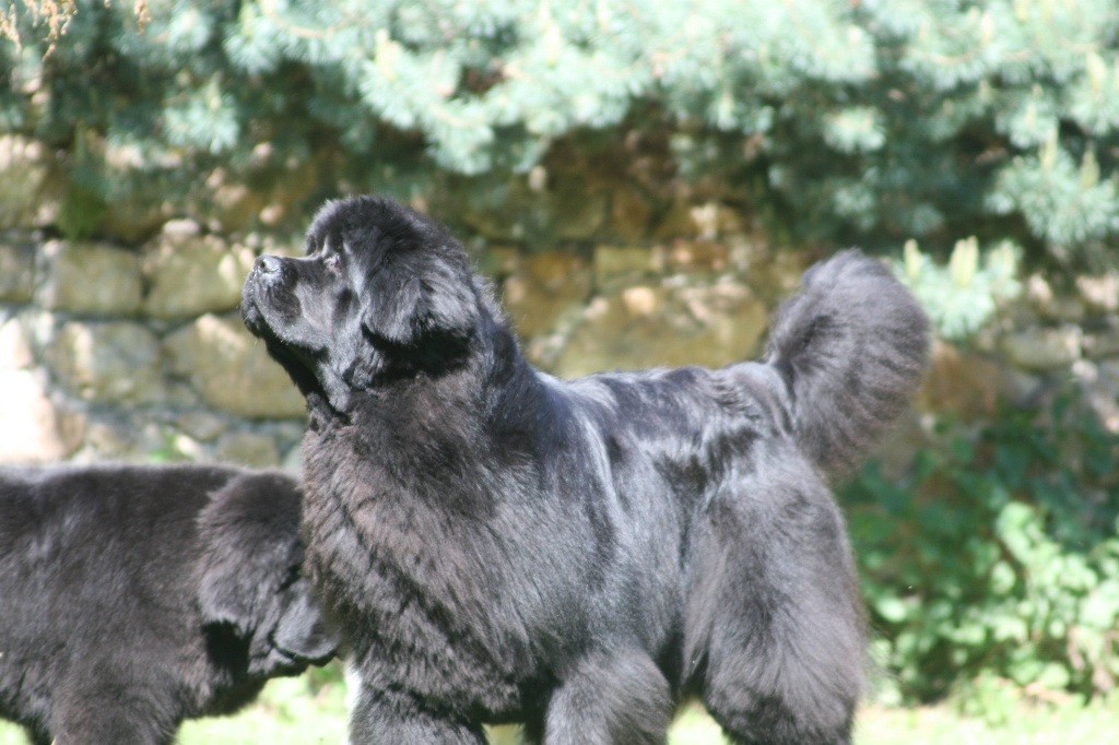 Publication : de la contree du milieu Auteur : Laurence DIDIER-ROLLAND