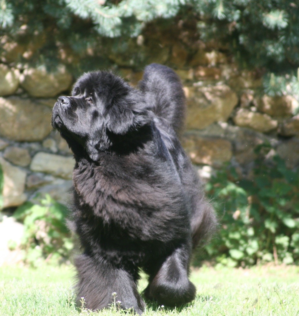 Publication : de la contree du milieu Auteur : Laurence DIDIER-ROLLAND