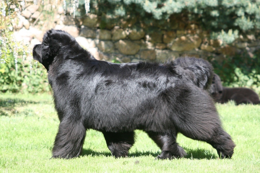 Publication : de la contree du milieu Auteur : Laurence DIDIER-ROLLAND