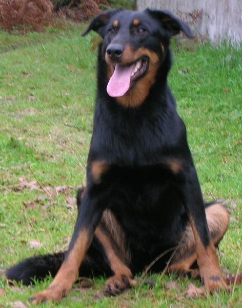 Publication : des Archanges Bergers