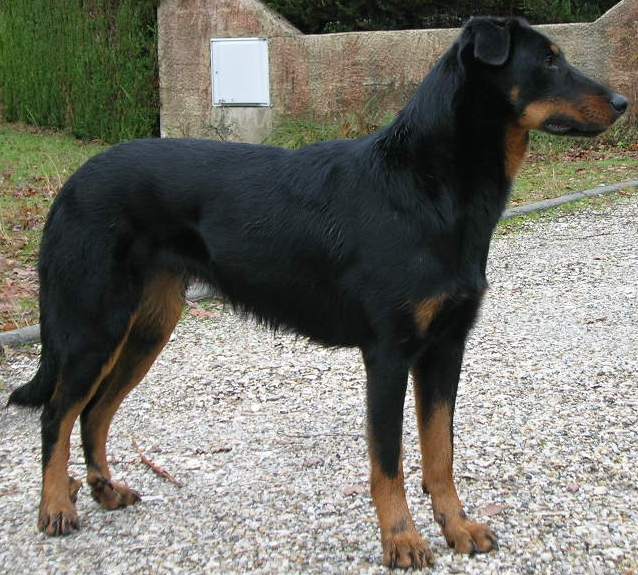 Publication : des Archanges Bergers