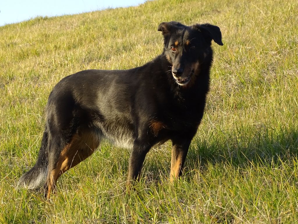 Publication : des Archanges Bergers