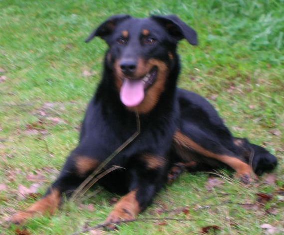 Publication : des Archanges Bergers