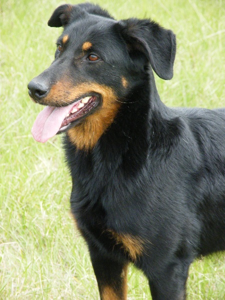 Publication : des Archanges Bergers