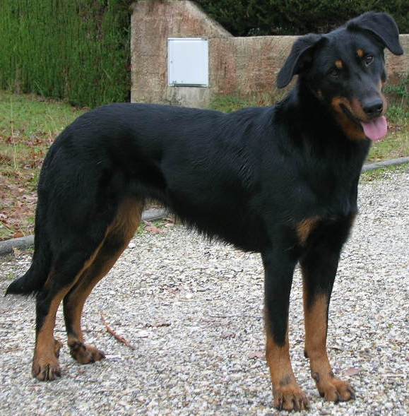 Publication : des Archanges Bergers