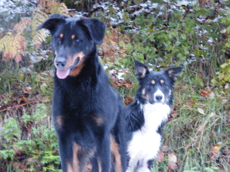 Publication : des Archanges Bergers