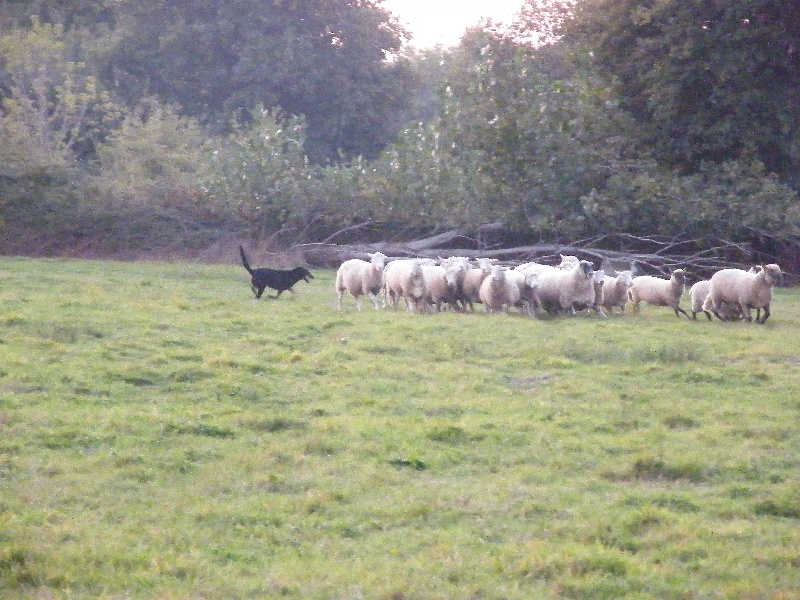 Publication : des Archanges Bergers