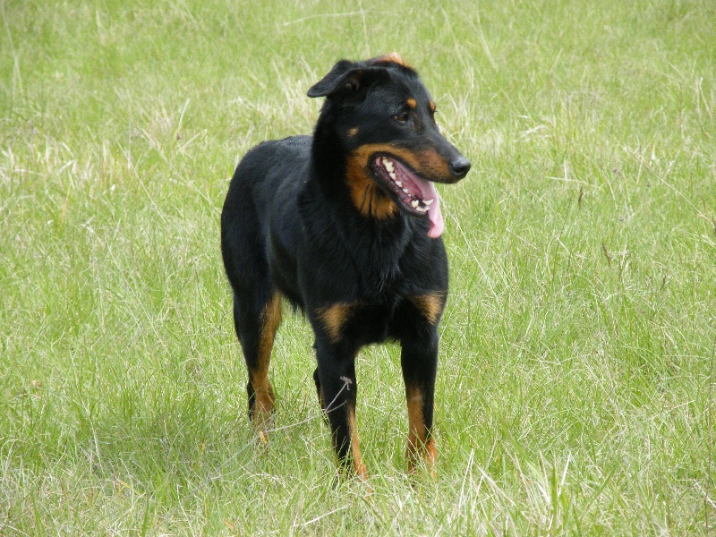 Publication : des Archanges Bergers