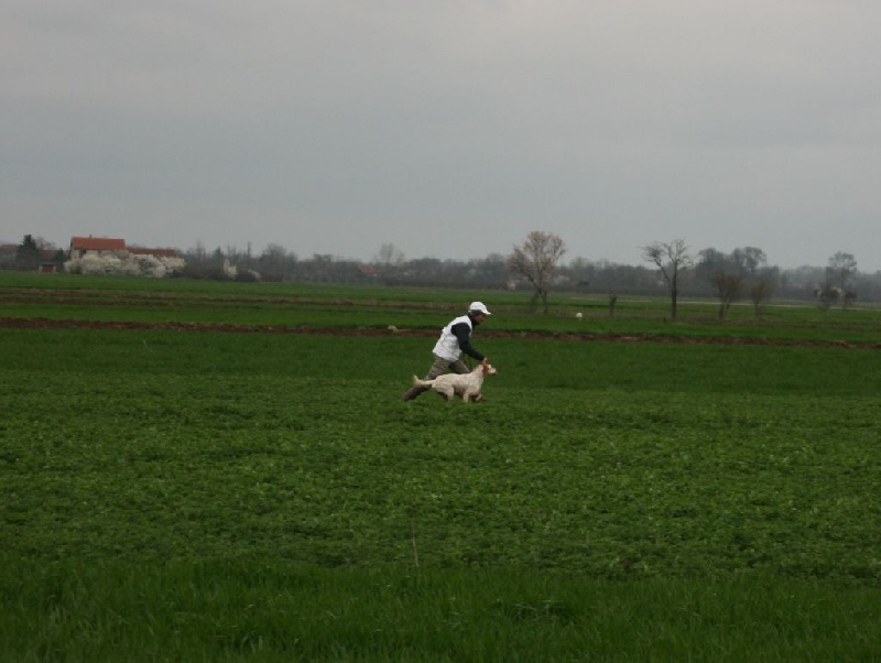 TR. CH. Hermès Les orangés d'Eole - 1°EXC CACT
