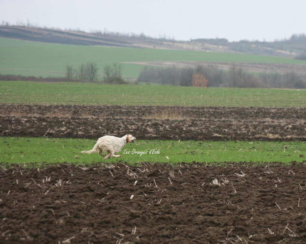 TR. CH. Hermès Les orangés d'Eole - 1°EXC