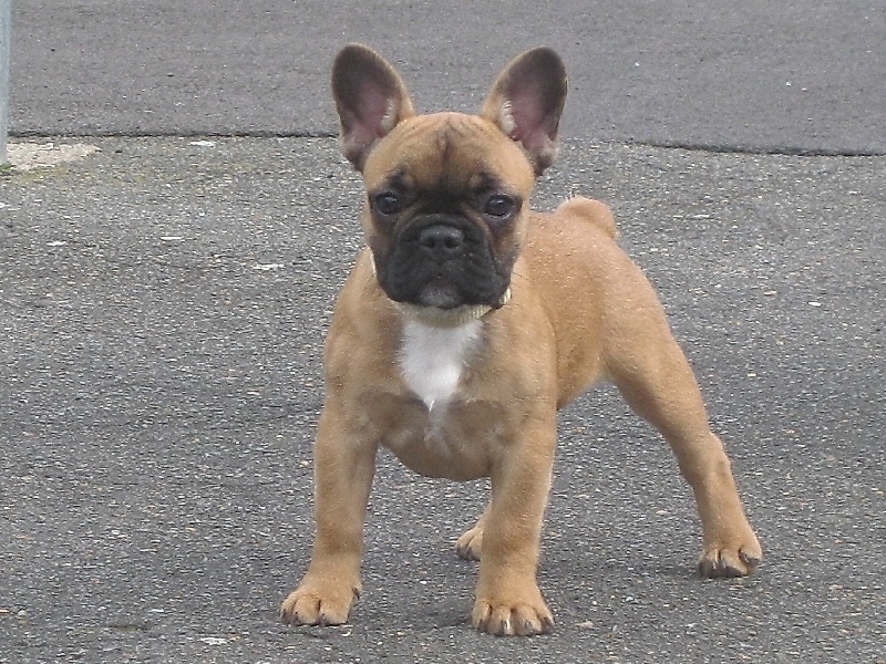 Publication : du bois gantret Auteur : rocchia pascale