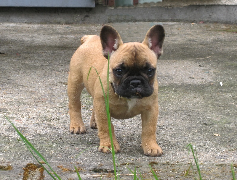 Publication : du bois gantret Auteur : rocchia pascale