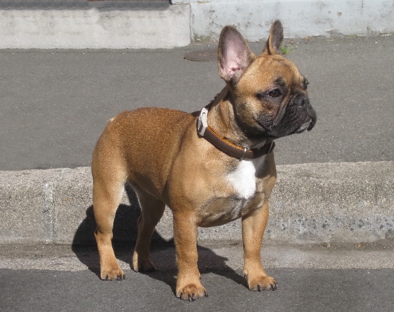 Publication : du bois gantret Auteur : rocchia pascale