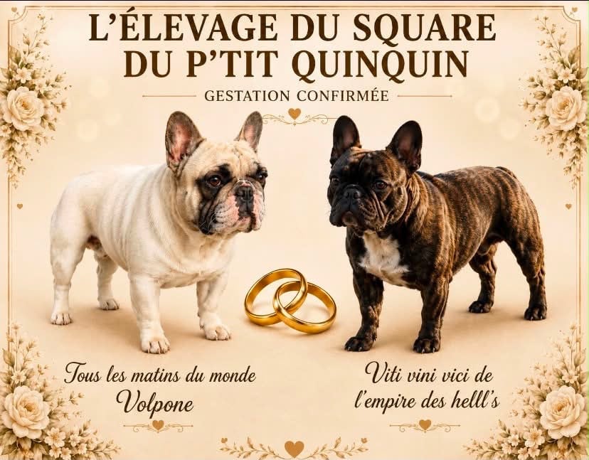 Chiot Bouledogue français