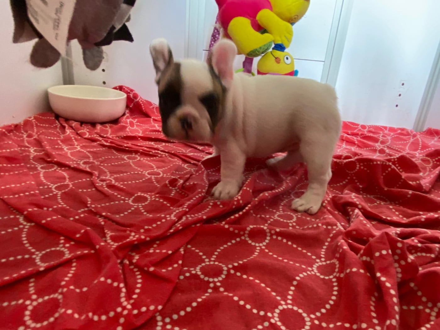 BOBETTE