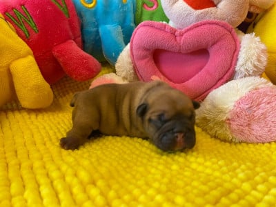 Les chiots de Bouledogue français
