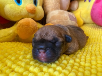 Les chiots de Bouledogue français