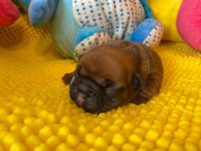 Les chiots de Bouledogue français