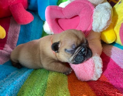 Les chiots de Bouledogue français