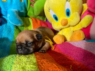 Les chiots de Bouledogue français