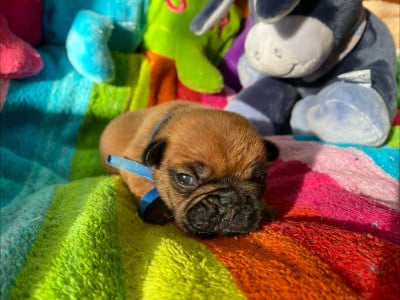 Les chiots de Bouledogue français