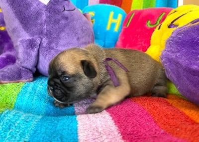 Les chiots de Bouledogue français