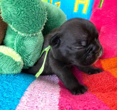 Les chiots de Bouledogue français